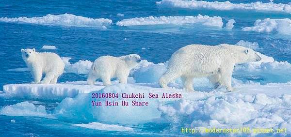 20160804Chukchi Sea polar bear2894A0044-1 (640x301).jpg