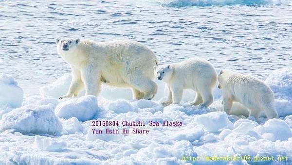 20160804Chukchi Sea polar bear3894A9193-1 (640x362).jpg