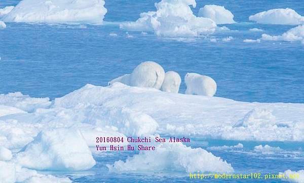 20160804Chukchi Sea polar bear3894A9608-1 (640x385).jpg