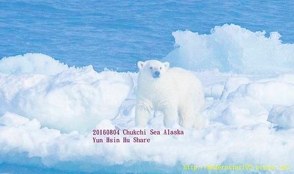 20160804Chukchi Sea polar bear3894A9830-1 (640x379).jpg