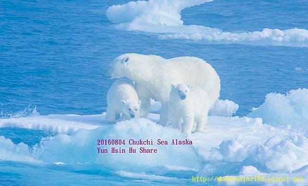 20160804Chukchi Sea polar bear3894A9998-1 (640x386).jpg