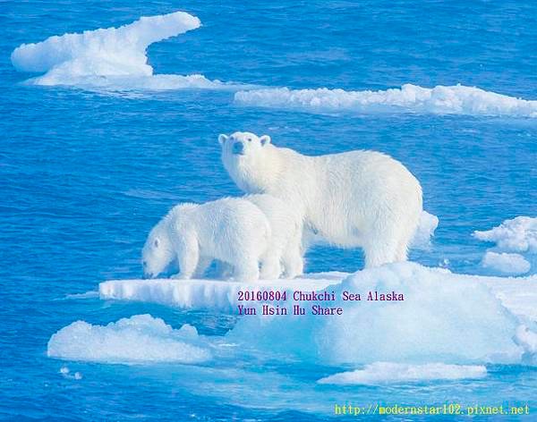 20160804Chukchi Sea polar bear894A0021-1 (640x503).jpg