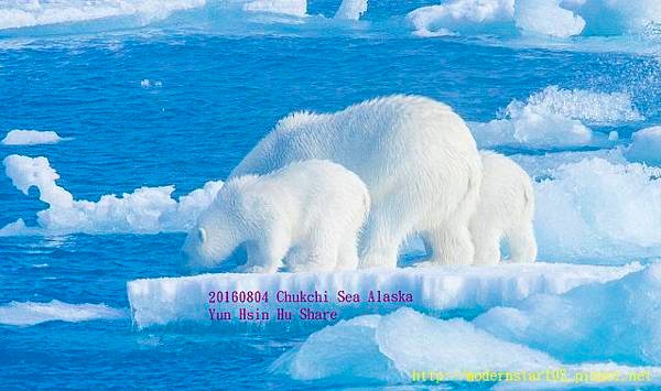 20160804Chukchi Sea polar bear3894A0072-1 (640x378).jpg