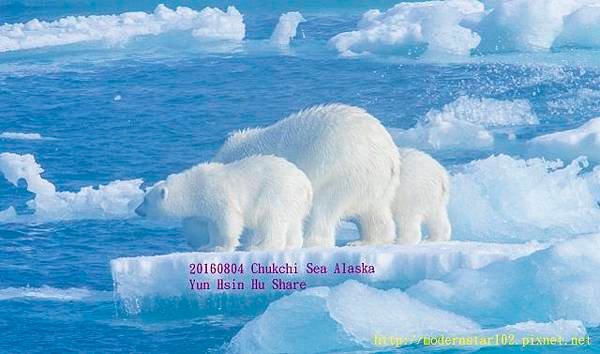 20160804Chukchi Sea polar bear3894A0075-1 (640x377).jpg