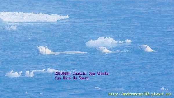 20160804Chukchi Sea polar bear3894A0106-1 (640x362).jpg