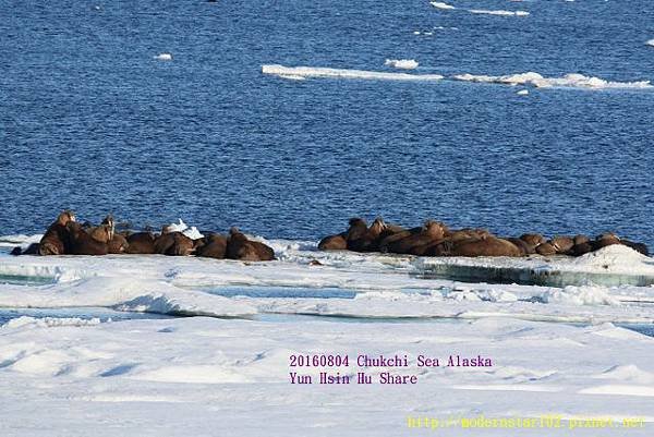 20160804Chukchi Sea polar bear894A0215 (640x427).jpg