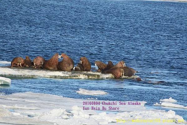 20160804Chukchi Sea polar bear894A0230 (640x427).jpg