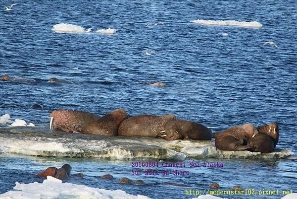 20160804Chukchi Sea polar bear894A0343 (640x427).jpg