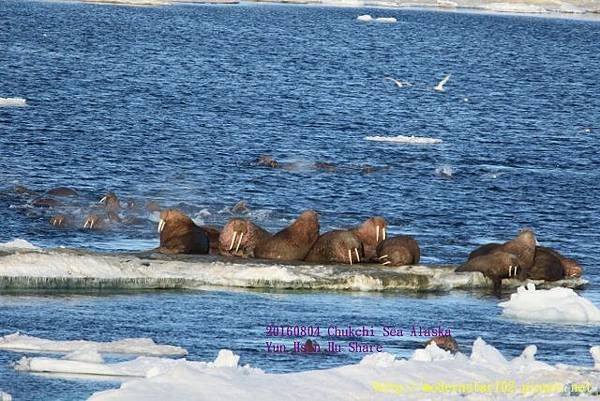 20160804Chukchi Sea polar bear894A0261 (640x427).jpg