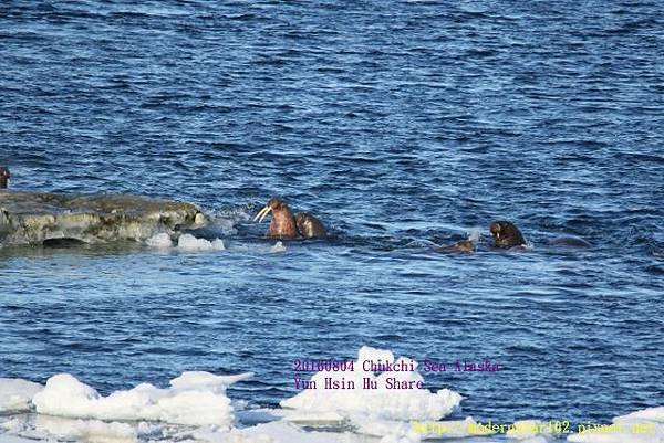 20160804Chukchi Sea polar bear894A0433 (640x427).jpg