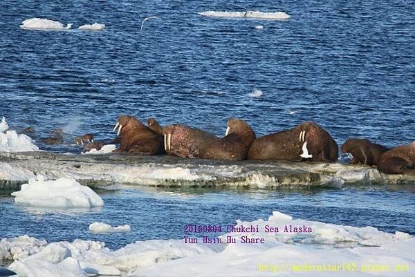 20160804Chukchi Sea polar bear894A0317 (640x427).jpg