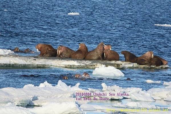 20160804Chukchi Sea polar bear894A0294 (640x427).jpg