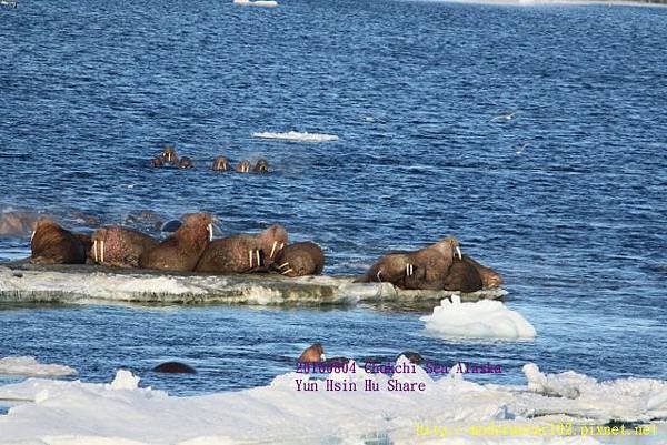 20160804Chukchi Sea polar bear894A0258 (640x427).jpg