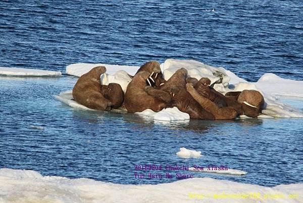 20160804Chukchi Sea polar bear894A0523 (640x427).jpg