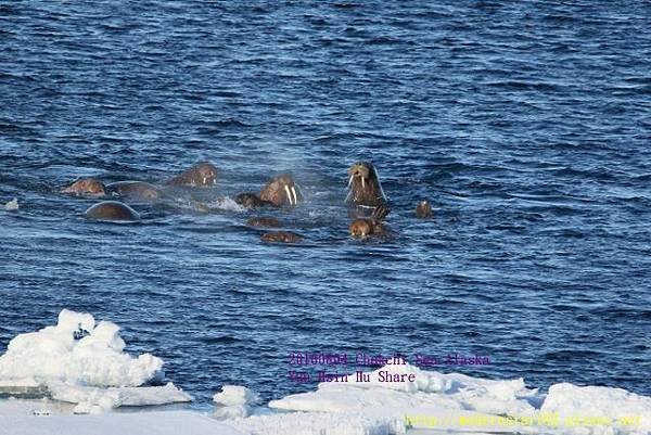 20160804Chukchi Sea polar bear894A0446 (640x427).jpg