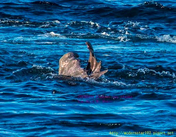 20160804Chukchi Sea polar bear894A0490-1 (640x500).jpg