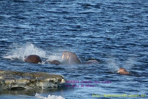 20160804Chukchi Sea polar bear894A0470 (640x427).jpg