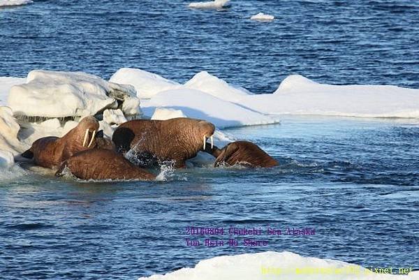 20160804Chukchi Sea polar bear894A0573 (640x427).jpg