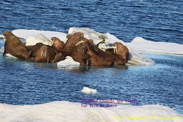 20160804Chukchi Sea polar bear894A0534 (640x427).jpg