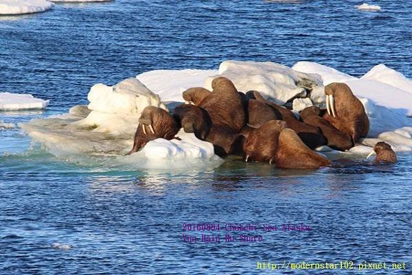 20160804Chukchi Sea polar bear894A0559 (640x427).jpg