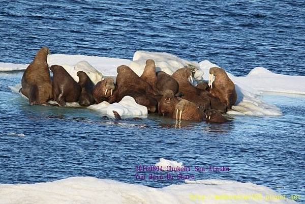 20160804Chukchi Sea polar bear894A0542 (640x427).jpg