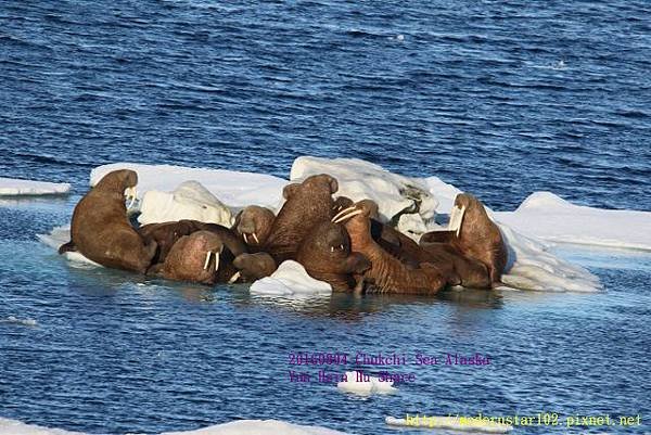 20160804Chukchi Sea polar bear894A0541 (640x427).jpg