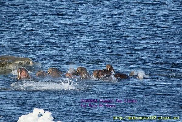 20160804Chukchi Sea polar bear894A0464 (640x427).jpg