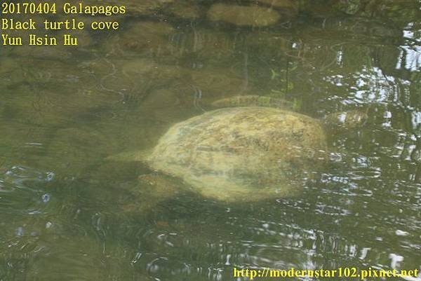 1060404Galapagos894A0587 (640x427).jpg