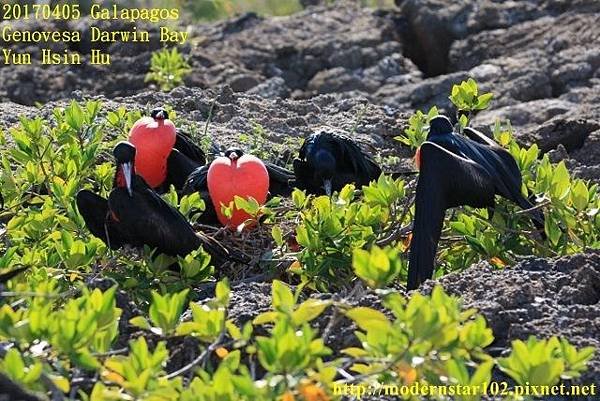 1060405 Darwin Bay894A1751 (640x427).jpg