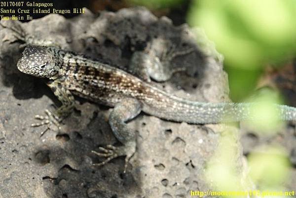 1060408 Dragon HillDSC08555 (640x427).jpg