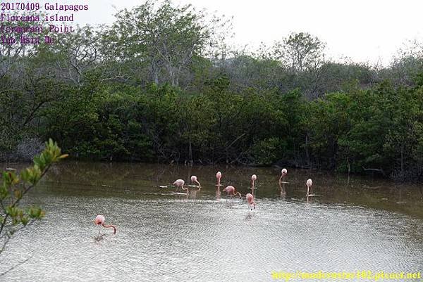 1060409 Cormorant PointDSC08985 (640x427).jpg