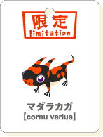 マダラカガ.gif