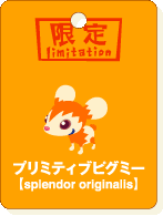 プリミテブピグミー.gif