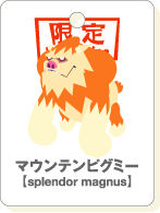 マウンテンピグミー.gif