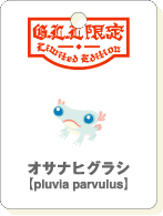 オサナヒグラシ.gif