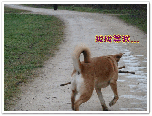撿樹枝.gif