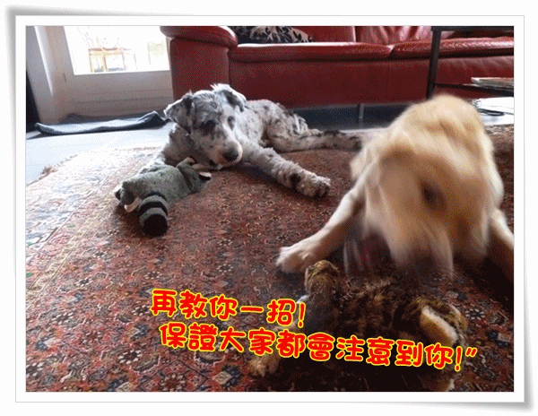 搖頭.gif
