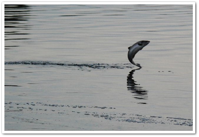 2010-07-13-19-07_00137-crop.JPG