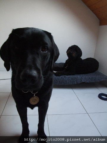 2009_0524hunde0067.JPG