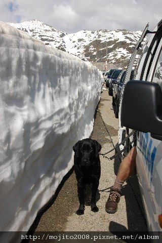 2009_0601hunde0099.JPG