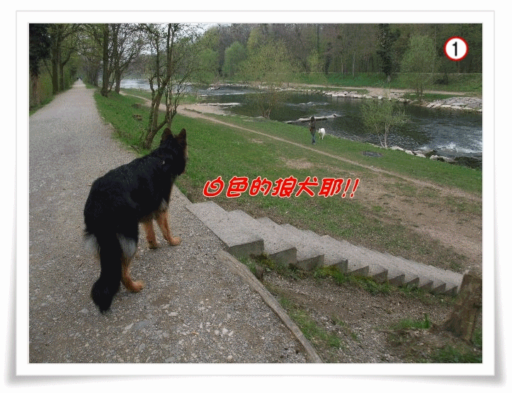 meetdog.gif
