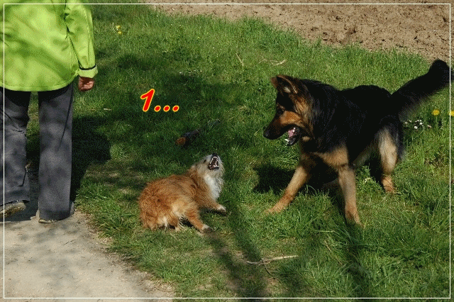 play.gif