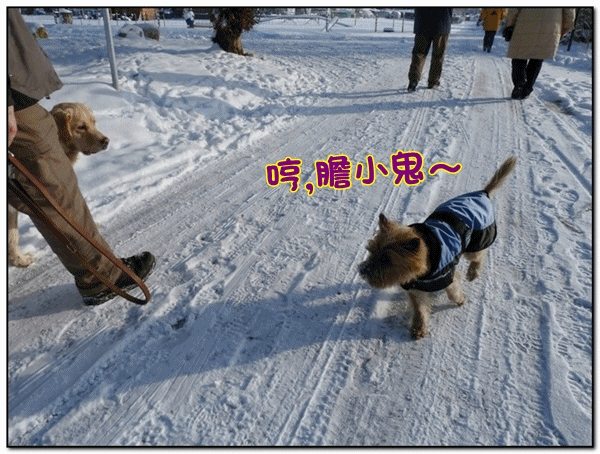 約克夏.gif