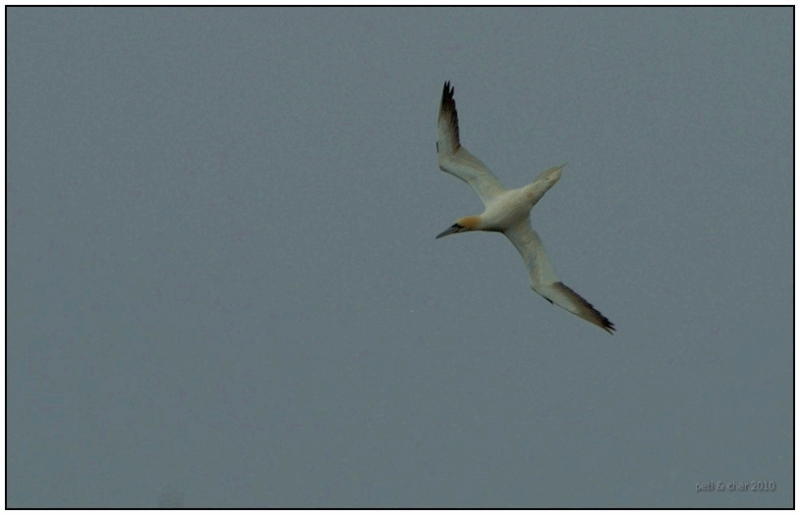 Gannet.gif