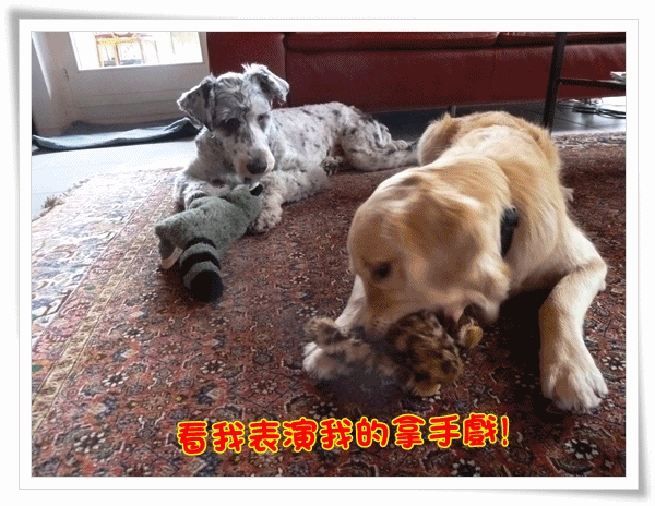 招數1.gif