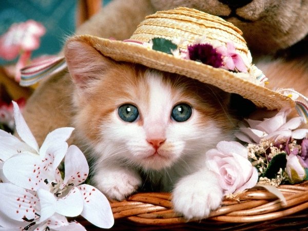 Cat_0001.jpg