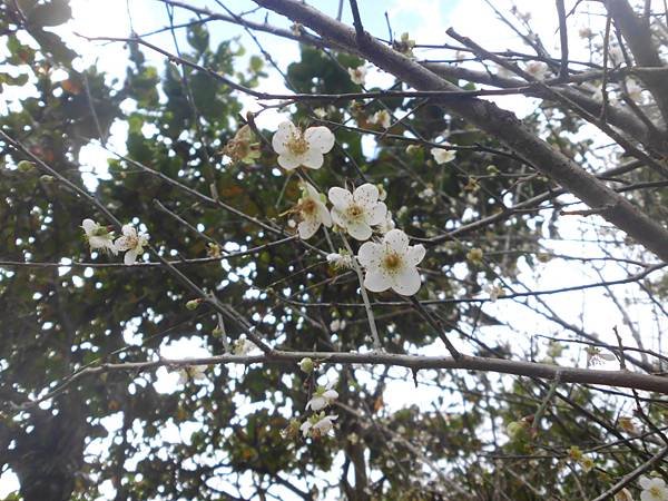 花蓮鯉魚潭賞梅花