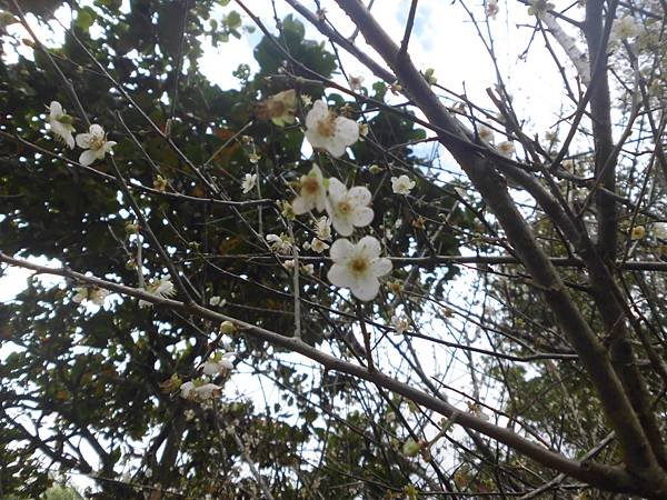 花蓮鯉魚潭賞梅花