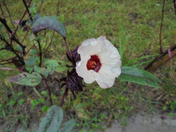 DSC06782.JPG