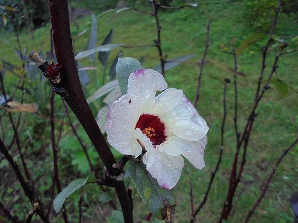 DSC06790.JPG